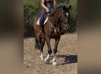 Caballo de deporte irlandés, Caballo castrado, 7 años, 168 cm, Morcillo