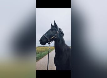 Caballo de deporte irlandés Mestizo, Caballo castrado, 7 años, 168 cm, Negro