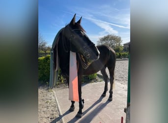 Caballo de deporte irlandés, Caballo castrado, 7 años, 168 cm, Tordo