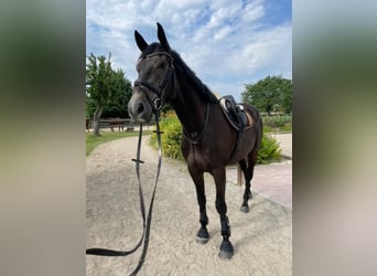 Caballo de deporte irlandés, Caballo castrado, 7 años, 168 cm, Tordo