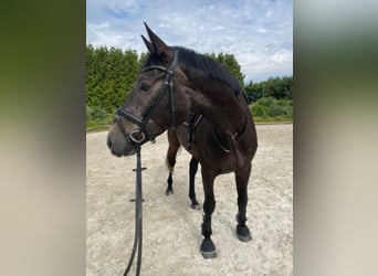 Caballo de deporte irlandés, Caballo castrado, 7 años, 168 cm, Tordo