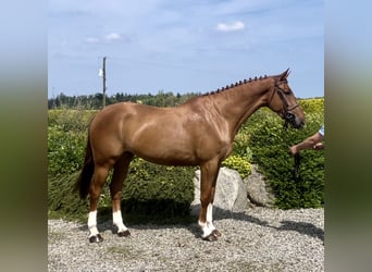 Caballo de deporte irlandés, Caballo castrado, 7 años, 170 cm, Alazán-tostado