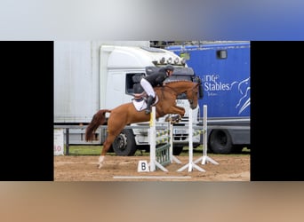 Caballo de deporte irlandés, Caballo castrado, 7 años, 170 cm, Alazán-tostado