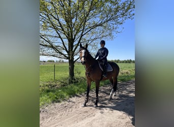 Caballo de deporte irlandés, Caballo castrado, 7 años, 170 cm, Castaño