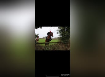 Caballo de deporte irlandés, Caballo castrado, 7 años, 170 cm, Castaño rojizo