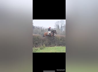 Caballo de deporte irlandés, Caballo castrado, 7 años, 170 cm, Castaño rojizo