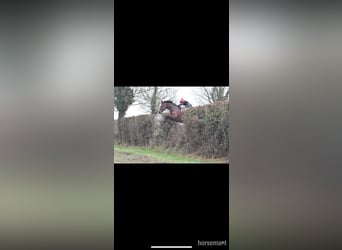 Caballo de deporte irlandés, Caballo castrado, 7 años, 170 cm, Castaño rojizo