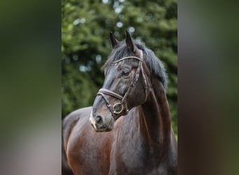 Caballo de deporte irlandés, Caballo castrado, 7 años, 173 cm, Morcillo