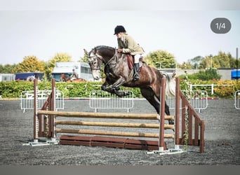 Caballo de deporte irlandés, Caballo castrado, 7 años, 173 cm, Tordo