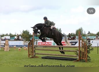 Caballo de deporte irlandés, Caballo castrado, 7 años, 173 cm, Tordo