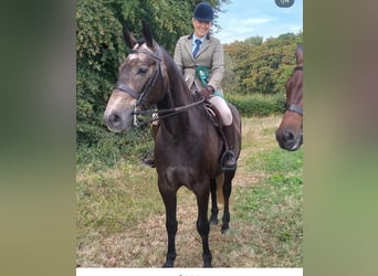 Caballo de deporte irlandés, Caballo castrado, 7 años, 173 cm, Tordo