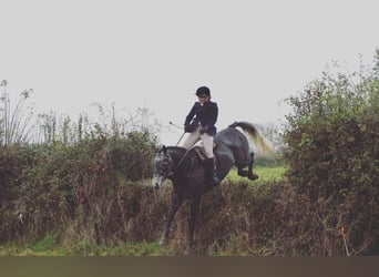 Caballo de deporte irlandés, Caballo castrado, 7 años, 173 cm, Tordo