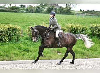 Caballo de deporte irlandés, Caballo castrado, 7 años, 173 cm, Tordo