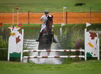 Caballo de deporte irlandés, Caballo castrado, 7 años, 177 cm, Castaño