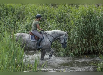 Caballo de deporte irlandés, Caballo castrado, 7 años, 177 cm, Tordo rodado
