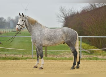 Caballo de deporte irlandés, Caballo castrado, 7 años, 177 cm, Tordo rodado