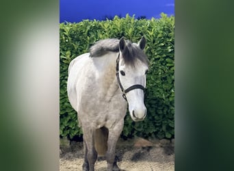 Caballo de deporte irlandés, Caballo castrado, 8 años, 146 cm