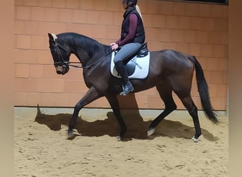 Caballo de deporte irlandés, Caballo castrado, 8 años, 158 cm, Castaño