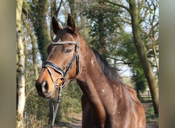 Caballo de deporte irlandés, Caballo castrado, 8 años, 160 cm, Morcillo