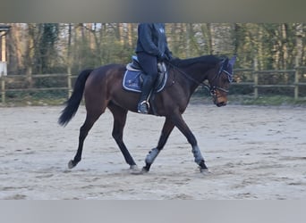Caballo de deporte irlandés, Caballo castrado, 8 años, 160 cm, Morcillo