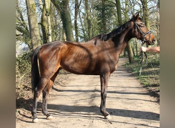Caballo de deporte irlandés, Caballo castrado, 8 años, 160 cm, Morcillo