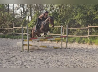 Caballo de deporte irlandés, Caballo castrado, 8 años, 160 cm, Morcillo