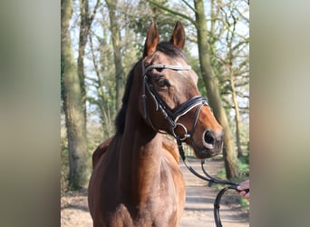 Caballo de deporte irlandés, Caballo castrado, 8 años, 160 cm, Morcillo
