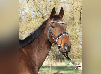 Caballo de deporte irlandés, Caballo castrado, 8 años, 160 cm, Morcillo
