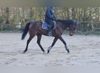 Caballo de deporte irlandés, Caballo castrado, 8 años, 160 cm, Morcillo