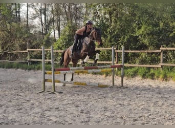 Caballo de deporte irlandés, Caballo castrado, 8 años, 160 cm, Morcillo