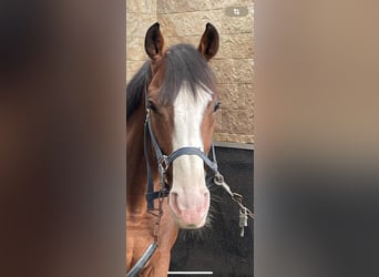 Caballo de deporte irlandés, Caballo castrado, 8 años, 163 cm, Castaño