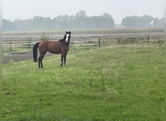 Caballo de deporte irlandés, Caballo castrado, 8 años, 163 cm, Castaño