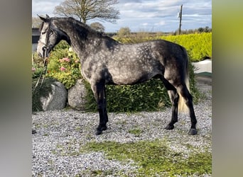 Caballo de deporte irlandés, Caballo castrado, 8 años, 163 cm, Tordo