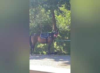 Caballo de deporte irlandés, Caballo castrado, 8 años, 165 cm, Castaño oscuro