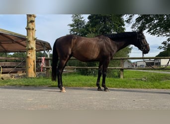 Caballo de deporte irlandés, Caballo castrado, 8 años, 165 cm, Castaño oscuro