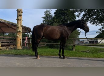 Caballo de deporte irlandés, Caballo castrado, 8 años, 165 cm, Castaño oscuro