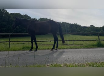 Caballo de deporte irlandés, Caballo castrado, 8 años, 165 cm, Castaño oscuro