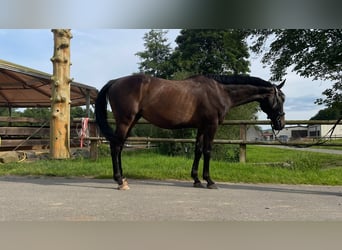 Caballo de deporte irlandés, Caballo castrado, 8 años, 165 cm, Castaño oscuro