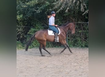 Caballo de deporte irlandés, Caballo castrado, 8 años, 166 cm, Castaño