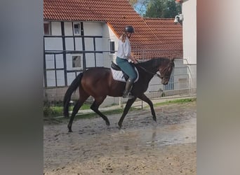 Caballo de deporte irlandés, Caballo castrado, 8 años, 166 cm, Castaño