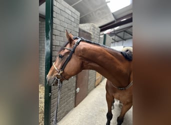 Caballo de deporte irlandés, Caballo castrado, 8 años, 168 cm, Castaño