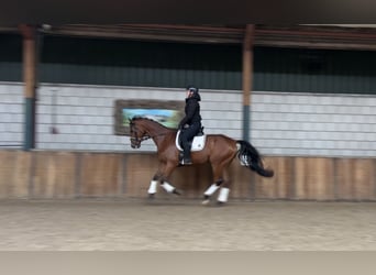 Caballo de deporte irlandés, Caballo castrado, 8 años, 168 cm, Castaño