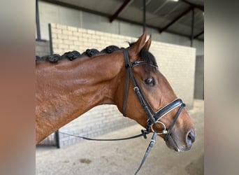 Caballo de deporte irlandés, Caballo castrado, 8 años, 168 cm, Castaño