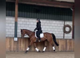 Caballo de deporte irlandés, Caballo castrado, 8 años, 168 cm, Castaño