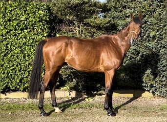 Caballo de deporte irlandés, Caballo castrado, 8 años, 168 cm, Castaño