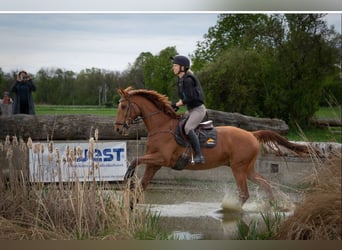 Caballo de deporte irlandés, Caballo castrado, 8 años, 170 cm, Alazán