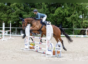 Caballo de deporte irlandés, Caballo castrado, 8 años, 170 cm, Castaño