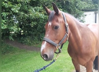 Caballo de deporte irlandés, Caballo castrado, 8 años, 170 cm, Castaño