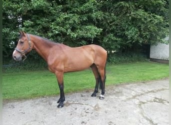 Caballo de deporte irlandés, Caballo castrado, 8 años, 170 cm, Castaño