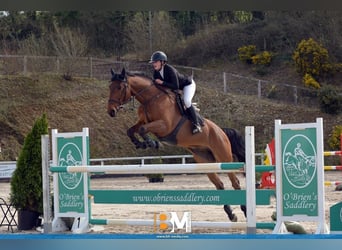 Caballo de deporte irlandés, Caballo castrado, 8 años, 170 cm, Castaño rojizo